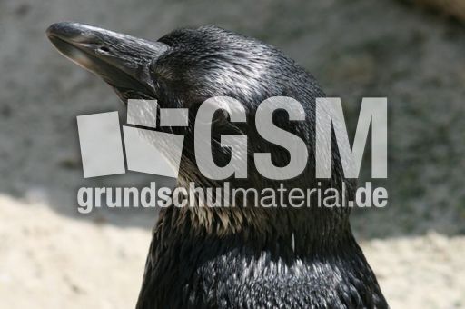 Brillenpinguin-215.jpg